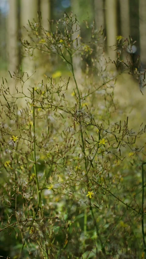 Dense field grass with yellow flowers closeup vertical - Forest. Video stock 323949710