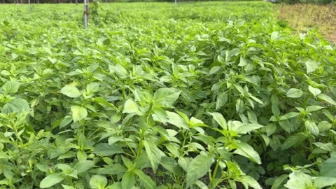 A dense field of green basil plants fills the entire frame, surrounded by other Stock Footage 326319508