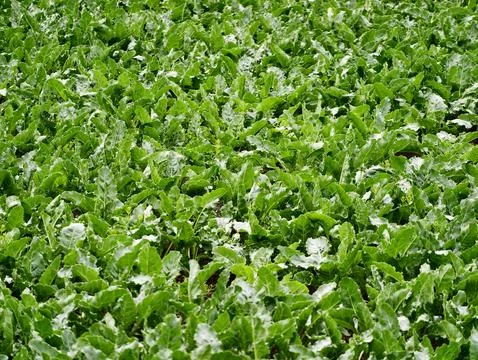 Dense field of green leafy vegetables Stock Photos