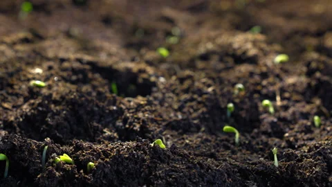 Dense field of sprouting seedlings captured in macro timelapse Stock-Footage 306539683