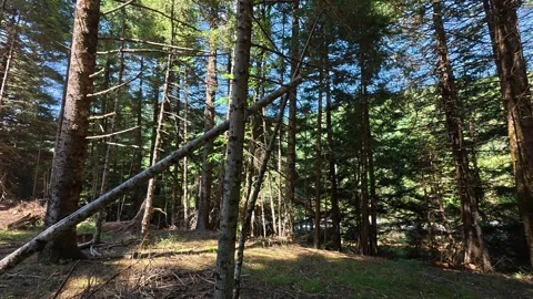 Dense Fir Forest Under Intense Summer Sun With Fallen Trunk Stock Footage 326164785