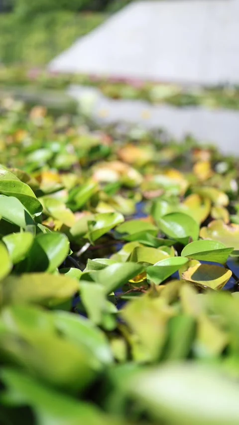 Dense floating aquatic plants spreading across an overgrown garden pond Stock Footage 344787803
