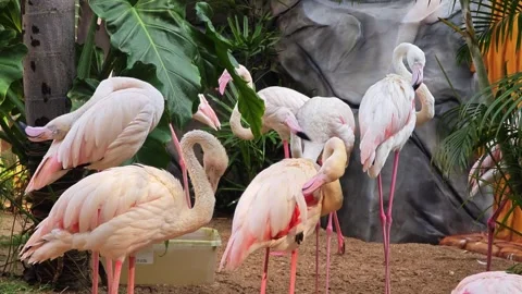 A dense flock of  flamingos. Stock Footage 306760315