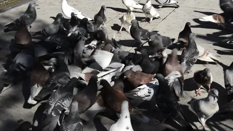 Dense flock of pigeons feeding on bread crumbs and seeds. Stock Footage 172326917