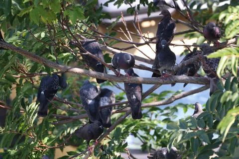 A dense flock of pigeons perched on leafy tree branches Foto stock
