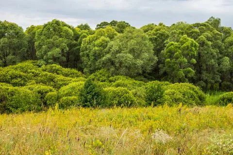 Dense floodplain forest approaching the steppe Stock Photos