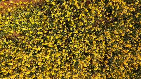 Dense floral pattern of blooming yellow rapeseed field 스톡 동영상 334854440