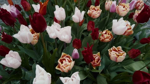 Dense flower bed with blooming red, white and peach colored tulips in Amsterdam 스톡 동영상 331170352