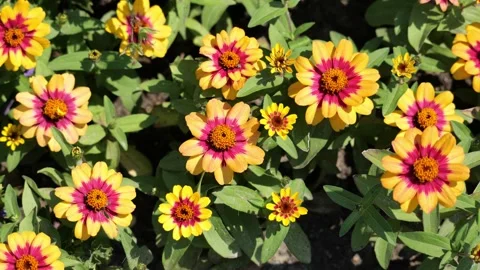 Dense flower bed of yellow and crimson bicolor zinnias under bright sunligh.. Stock Footage 339372909