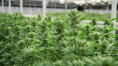 Dense Flowering Marijuana Crop in Bright Commercial Grow Room Video stock 345180490