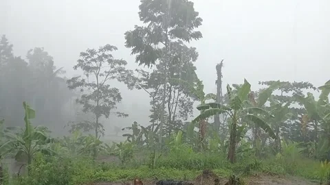 Dense Fog Covering Forest Trees After Rainfall Stock Footage 331718916