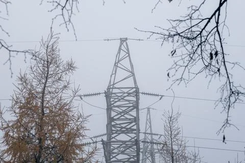 A dense fog in the forest Stock Photos
