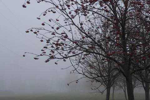 A dense fog in the forest Stock Photos