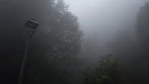 Dense fog moving through a forest in Rupit, Catalonia Stock Footage 331003646