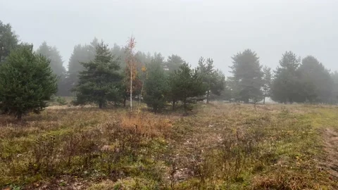 Dense fog near a pine forest at late autumn Stock Footage 221621953