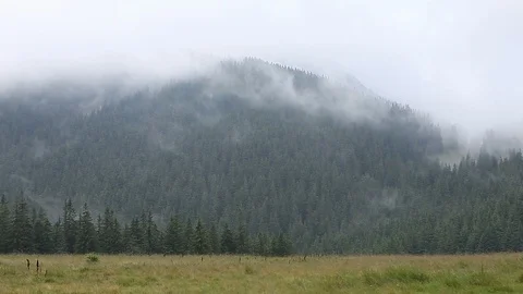 Dense fog over mountain meadow and forest Stock Footage 95083171