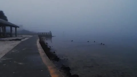 Dense fog on shore Video stock 45247635