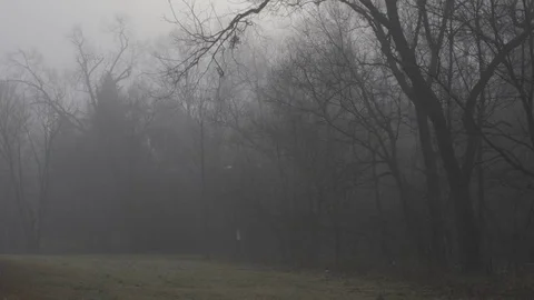 Dense fog in winter trees Stock Footage 76942100