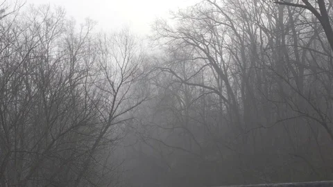 Dense fog in winter trees Stock Footage 76942103