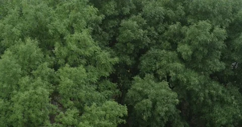 Dense foliage 5K Stock Footage 159163133