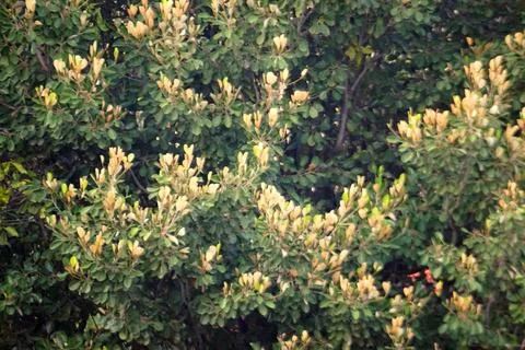 Dense Foliage Background Texture of Green and Yellow Tree Leaves Stock Photos