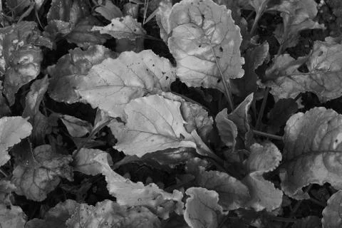 Dense foliage of beetroot plants Stock Photos