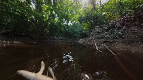 Dense foliage bordering narrow, shadowy river while wooden canoe drifting Stock Footage 308424037