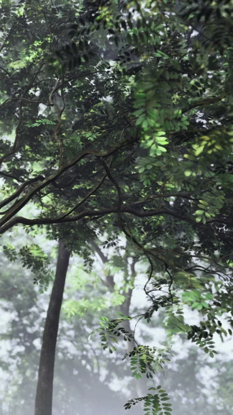 Dense foliage covers trees in misty forest during early morning hours Stock-Footage 331440757