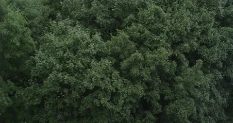 Dense foliage Stock Footage 159163020