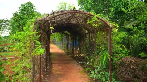 Dense foliage forms a tunnel like frame Stock Footage 304848207