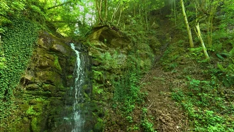 Dense foliage frames the scene under a bright. Balkans, Serbia. Vídeo Stock 336894038