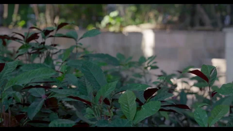 Dense Foliage in Garden for Mindfulness Background Use Stock Footage 328095574