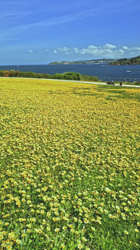 Dense foliage with a glimpse of water Stock Footage 279505643