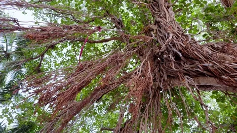 Dense foliage stretches outward from massive trunk Stock-Footage 313279583