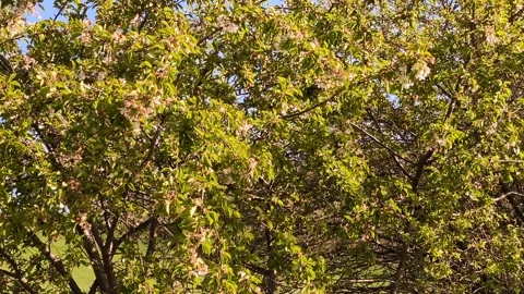 Dense foliage of trees . Stock Footage 306825663