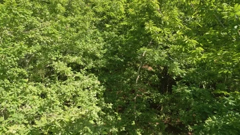 Dense Foliage Of Trees At The Forest Trails Near Pedra Filga Stock Footage 312545961