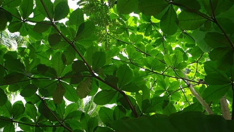Dense Foliage of a Tropical Tree. Video 4k UltraHD Stock Footage 77459018