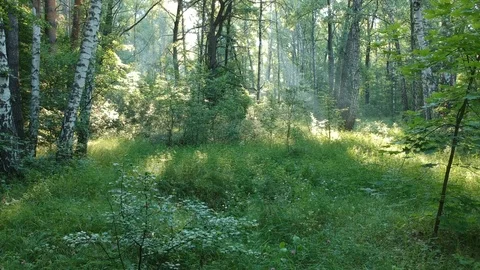 Dense forest. Aerial shooting from the drone. Stock Footage 110725853