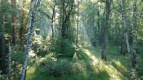 Dense forest. Aerial shooting from the drone. Stock Footage 110726859
