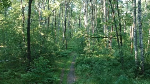 Dense forest. Aerial shooting from the drone. 스톡 동영상 110728091