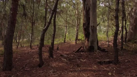Dense Forest Aerial Shot Through the Branches  Stock Footage 236746105