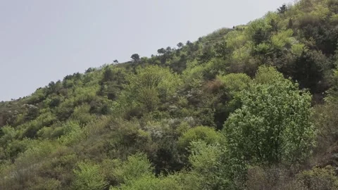 Dense Forest Along Chinese Highway 動画素材 337181086