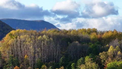 Dense Forest and Mountain Landscape Stock Footage 265810981