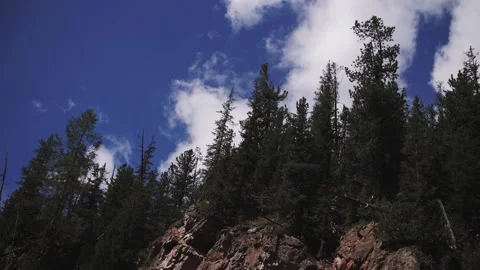 Dense forest and mountains, clear weather Stock Footage 137229458