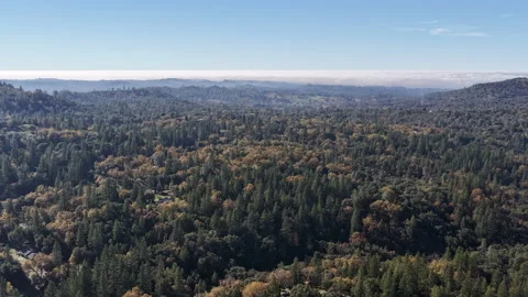 Dense Forest and Rolling Hills Beneath Distant Clouds Stock Footage 337099194