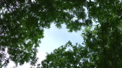Dense forest and slice of the blue sky, zoom in Stock Footage 8663180