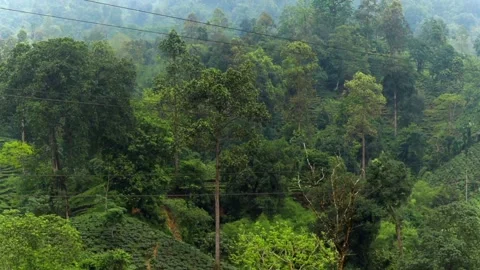 Dense forest and tea plantation landscape with lush green hillside Видео 337929023