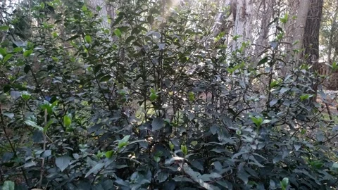 Dense forest area Video stock 138132953