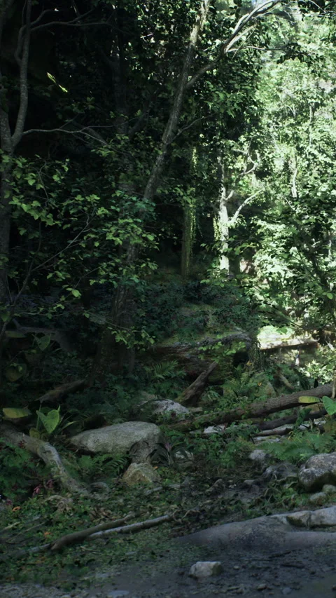 Dense forest area with greenery and sunlight filtering through trees Видео 340644320