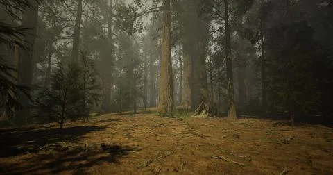 Dense forest area with tall trees and soft sunlight filtering through branche Ilustração Stock